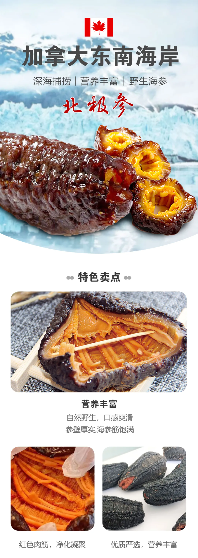 海参1.png