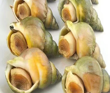 Canadian Whelk